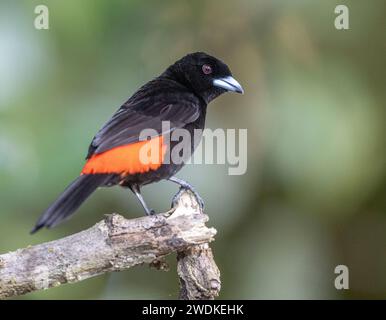 (Drake Bay, Costa Rica---22 décembre 2023) Cherie's Tanager (Ramphocelus Costaricensis) au Drake Bay Wilderness Resort, Costa Rica. Photographiez COP Banque D'Images