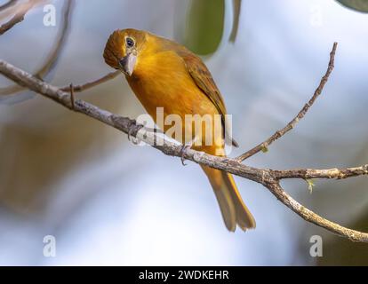 (Drake Bay, Costa Rica---22 décembre 2023) Une femme tanageuse d'été (Piranga rubra) au Drake Bay Wilderness Resort, Costa Rica. Photographie Copyrigh Banque D'Images