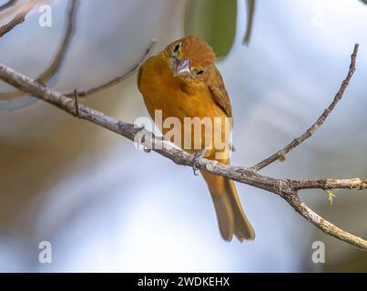 (Drake Bay, Costa Rica---22 décembre 2023) Une femme tanageuse d'été (Piranga rubra) au Drake Bay Wilderness Resort, Costa Rica. Photographie Copyrigh Banque D'Images