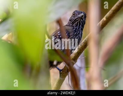 (Drake Bay, Costa Rica---22 décembre 2023) fourre-tout à capuche noire (thamnophilus bridgesi) au Drake Bay Wilderness Resort, Costa Rica. Photographie C Banque D'Images