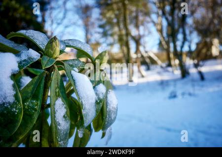 Rhododendron bourgeonne en janvier le matin après une chute soudaine de neige. Nidderdale. Yorkshire du Nord. Banque D'Images