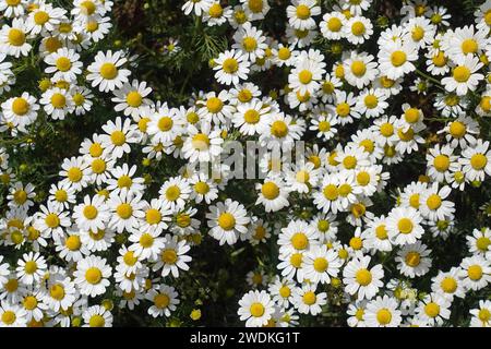 Camomille fleurs plante florale plante florale fond de printemps. Vue de dessus en gros plan. Banque D'Images