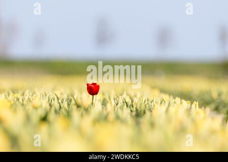 Une seule tulipe rouge se distingue dans un champ plein de tulipes jaunes en pleine floraison par une journée ensoleillée au printemps. Banque D'Images