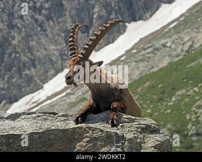 Ibex européen, ou bouquetin alpin (Capra Ibex Ibex) avec de grandes cornes incurvées typiques se prélassant sur des rochers de montagne dans les alpes italiennes en dessous de Monte Bianco, Italie Banque D'Images