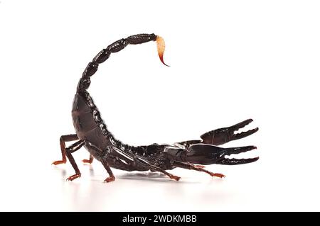 Scorpion Forêt géant - Heterometrus Banque D'Images