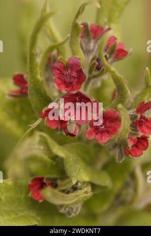 Gros plan naturel sur une douce fleur rouge de poule, dent de poule, langue de chien ou fleur gitane Cynoglossum officinale Banque D'Images