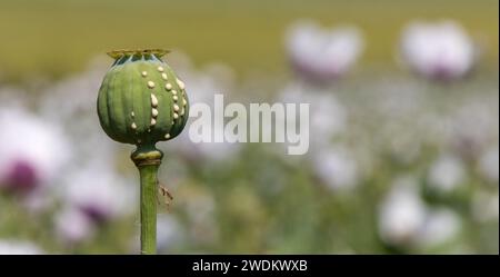 Détail de la tête de pavot à opium, en latin papaver somniferum, tête de pavot immature avec gouttes de latex de lait d'opium Banque D'Images