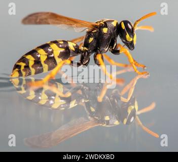 Guêpe miroir, guêpe commune européenne guêpe allemande ou veste jaune allemande isolée sur fond blanc en latin Vespula vulgaris ou Germanica Banque D'Images