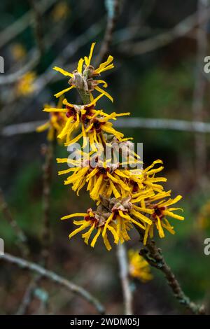 Hamamelis x Intermedia 'Brevipetala' (Witch Hazel) une plante arbuste à fleurs d'arbre d'hiver qui a un fleur jaune printanière très parfumée et Banque D'Images