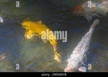 Vue rapprochée de grands poissons koi colorés nageant dans un étang artificiel. Banque D'Images