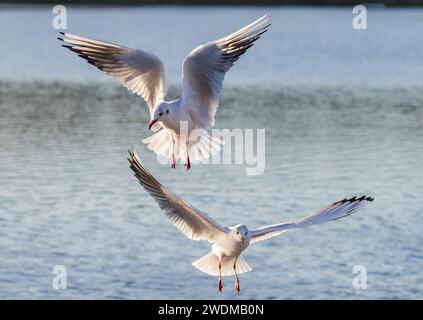 Deux goélands à tête noire ( Chroicocephalus ridibundus) en vol , ailes déployées , planant au-dessus de l'eau . Montre plumage hivernal . ROYAUME-UNI Banque D'Images