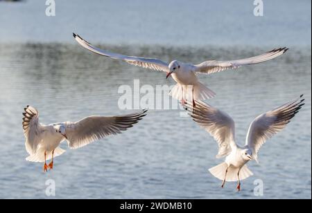 Trois goélands à tête noire ( Chroicocephalus ridibundus) en vol , ailes déployées , planant au-dessus de l'eau . Montre plumage hivernal . ROYAUME-UNI Banque D'Images