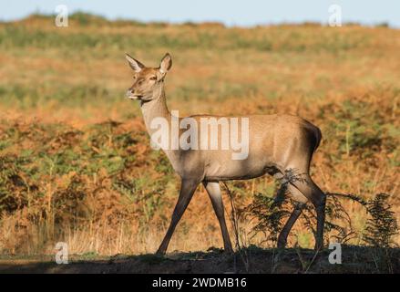 Un chevreuil roux ( Cervus elaphus) se tenant parmi les brackens . Un gros animal fort debout dans son habitat naturel. Royaume-Uni Banque D'Images