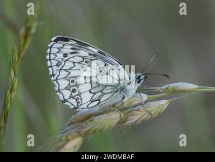 Une photo détaillée d'un papillon blanc marbré (Melanargia galathea) montrant les beaux motifs sur le dessous de ses ailes. Suffolk, Royaume-Uni Banque D'Images