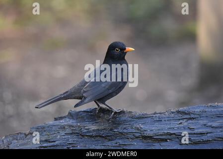 Image d'avant-plan centrale d'un oiseau noir commun mâle (Turdus merula) perché sur une bûche en décomposition dans profil droit, œil sur caméra, contre fond gris Banque D'Images