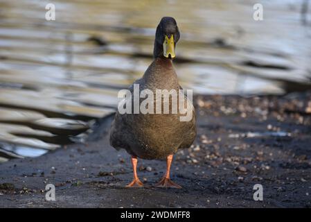 Buff Orpington Duck (Anas platyrhynchos domesticus) debout sur la rive du lac, regardant dans la caméra, prise sur une réserve naturelle en Angleterre, Royaume-Uni en hiver Banque D'Images