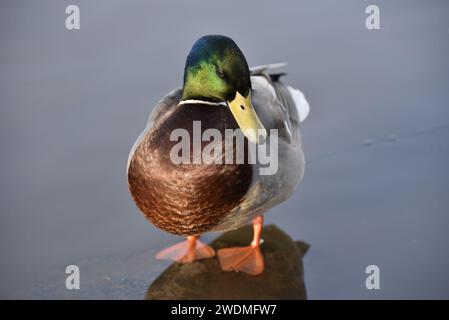 Image d'un Drake Mallard (Anas platyrhynchos) debout dans l'eau peu profonde, face à la caméra avec la tête légèrement tournée vers la droite, au Royaume-Uni Banque D'Images