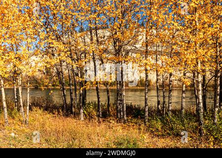 Regarder à travers le fleuve Yukon à travers les Aspen Trees à l'automne. Pris dans un parc du côté Whitehorse de la rivière. Banque D'Images