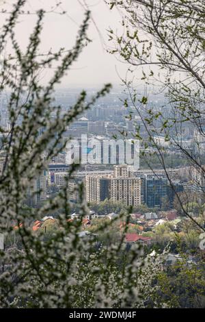 Vue des bâtiments de plusieurs étages et de faible hauteur à travers les branches des arbres et des buissons en fleurs. Fleur de printemps, paysage urbain Almaty, Kazakhstan. Blanc fl Banque D'Images