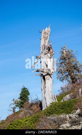 Arbre sec sur ciel bleu, parc national de la Sierra de las Nieves, Andalousie, Espagne Banque D'Images