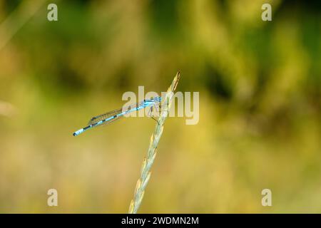 Enallagma cyathigerum famille Coenagrionidae Genus Enallagma Bleu commun bluet bluet Northern bluet Damselfly nature sauvage papier peint insecte, photo Banque D'Images