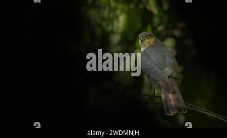 Sparrowhawk visite le jardin Banque D'Images