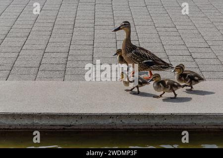 canard et canetons descendant le trottoir. Banque D'Images