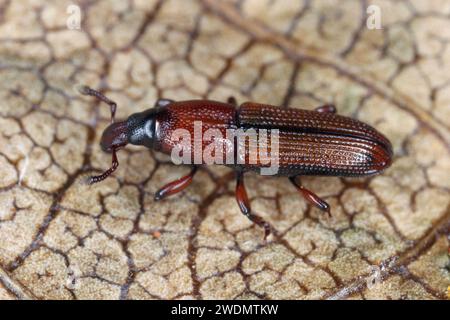 Un coléoptère (coléoptères ou charançons vrais, Curculionidae, Cossoninae) observé sous l'écorce d'un arbre sur l'île Maurice. Banque D'Images