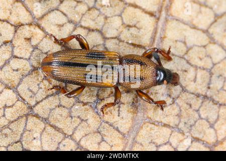 Un coléoptère (coléoptères ou charançons vrais, Curculionidae, Cossoninae) observé sous l'écorce d'un arbre sur l'île Maurice. Banque D'Images