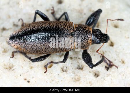 Coléoptère, Cratopus melanocephalus, charançon (Curculionidae) observé sur l'île Maurice en broussailles, buissons dans les montagnes. Banque D'Images