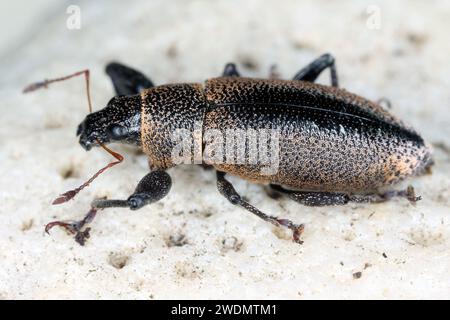 Coléoptère, Cratopus melanocephalus, charançon (Curculionidae) observé sur l'île Maurice en broussailles, buissons dans les montagnes. Banque D'Images