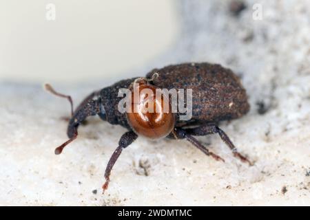 Coléoptères, charançon (Curculionidae) et autre observé sur l'île Maurice en paillis sous les arbres. Banque D'Images