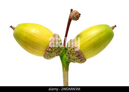 Chêne anglais ou chêne pédonculé (quercus robur), gros plan sur la nature morte d'un couple de glands non mûrs ou de fruits isolés sur un fond blanc. Banque D'Images