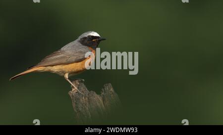 Beau mâle redstart sur une souche pourrie Banque D'Images