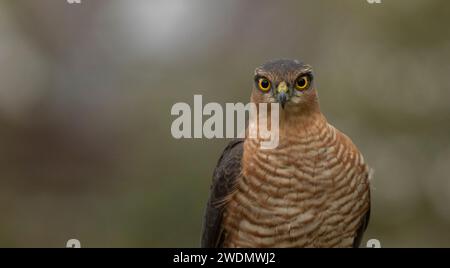 Sparrowhawk visite le jardin Banque D'Images