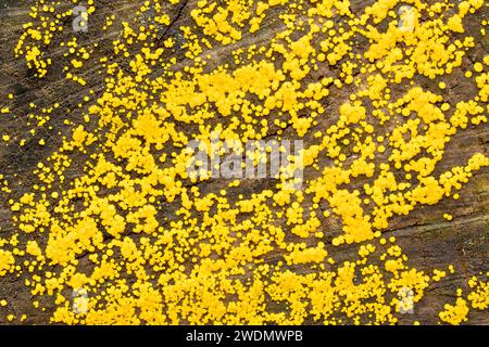 Lemon Disco (bisporella citrina), gros plan d'une masse de minuscules fructifications jaunes du champignon poussant sur l'extrémité sciée d'un tronc d'arbre. Banque D'Images