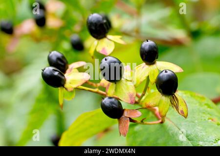 Tutsan (hypericum androsaemum), proche de montrer les baies noires uniques produites par les fleurs de l'arbuste à l'automne. Banque D'Images