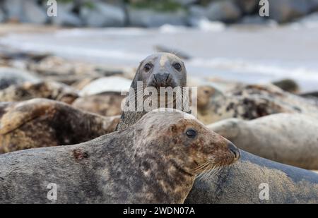Une colonie de phoques gris sur la plage de Horsey Gap, Norfolk, Royaume-Uni Banque D'Images