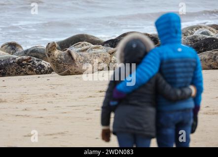 Visiteurs à la plage de Horsey Gap dans le Norfolk observant la colonie de phoques gris. Banque D'Images