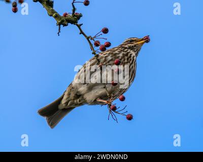 Redwing n arbre se nourrissant de baies au Royaume-Uni, en Angleterre Banque D'Images