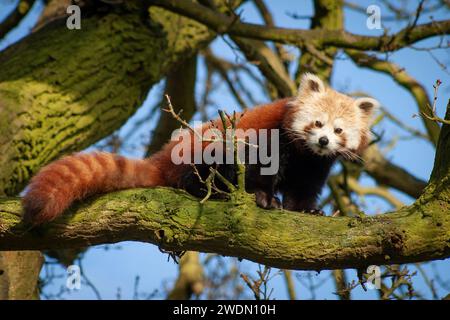 Panda rouge ou panda inférieur (ailurus fulgens) dans un arbre du zoo du Royaume-Uni Banque D'Images