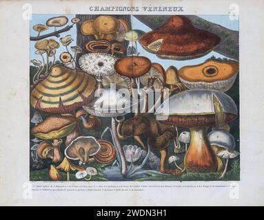Champignons toxiques illustrations plaques de l'Atlas des champignons comestibles, suspects et vénéneux , lithographie par Cornillon d'apres Prieur, vers 1827, [ Atlas des champignons : champignons comestibles, suspects et toxiques. Lithographie colorée de A. Cornillon d'après l'œuvre de Prieur, Banque D'Images