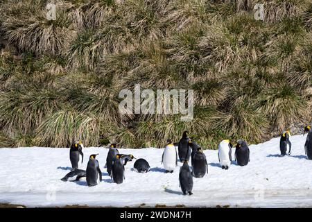 Les manchots royaux se sont rassemblés sur une parcelle de neige sur la rive de la baie d'Elsehul Banque D'Images