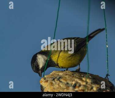 Oiseau jaune Chickadee sur noix de coco pleine de grain avec ciel frais d'hiver bleu Banque D'Images