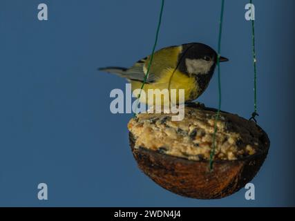 Oiseau jaune Chickadee sur noix de coco pleine de grain avec ciel frais d'hiver bleu Banque D'Images