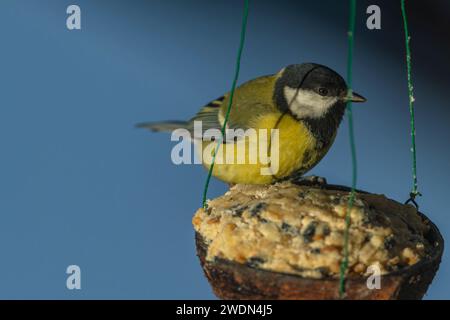 Oiseau jaune Chickadee sur noix de coco pleine de grain avec ciel frais d'hiver bleu Banque D'Images