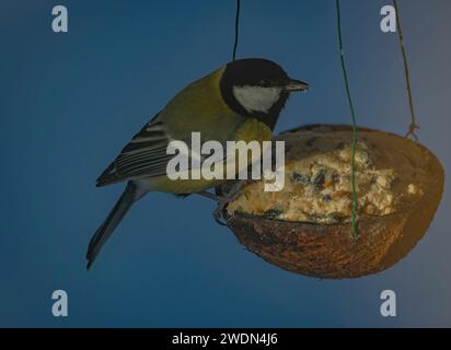 Oiseau jaune Chickadee sur noix de coco pleine de grain avec ciel frais d'hiver bleu Banque D'Images