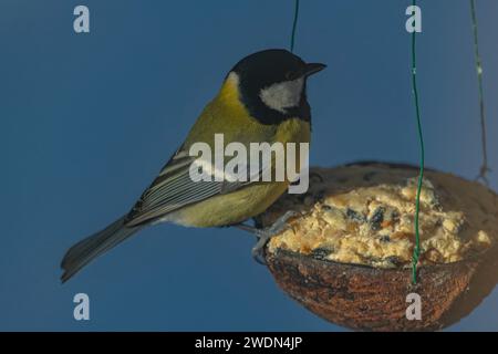 Oiseau jaune Chickadee sur noix de coco pleine de grain avec ciel frais d'hiver bleu Banque D'Images