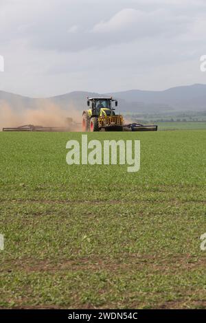 Une vue à travers un champ d'orge de printemps vers un tracteur Claas remorquant des rouleaux Dalbo Powerroll et créant des nuages de poussière par temps sec Banque D'Images