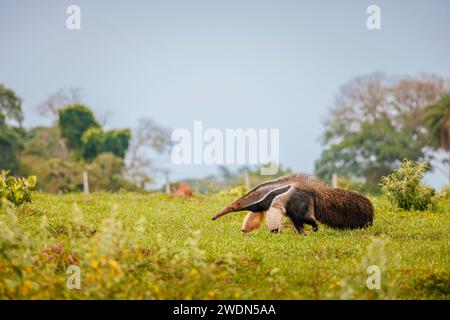 Un fourmilier géant (Myrmecophaga tridactyla) vu à Caiman Lodge dans le sud du Pantanal, Brésil (Estância Caiman, Zona Rural Miranda, Mato Grosso do Sul) Banque D'Images